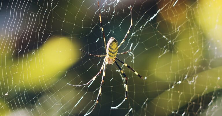 Please Stop Freaking Out About This Giant Yellow Spider