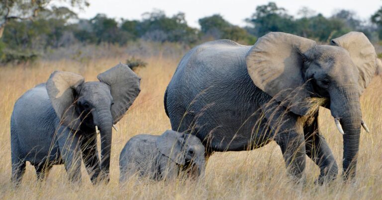 Prince Harry: Future Of Conservation Taking Shape In Africa