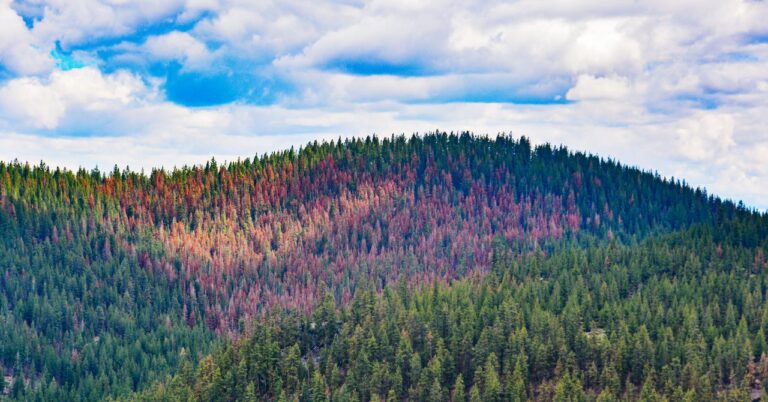 This Christmas, It’s ‘Firmageddon’ as Climate Change Hits Oregon