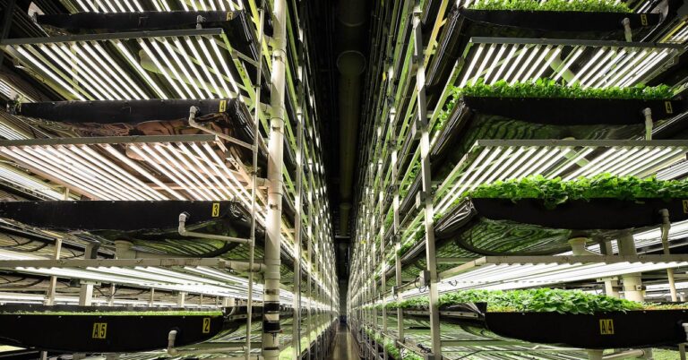 Vertical Farming Has Found Its Fatal Flaw