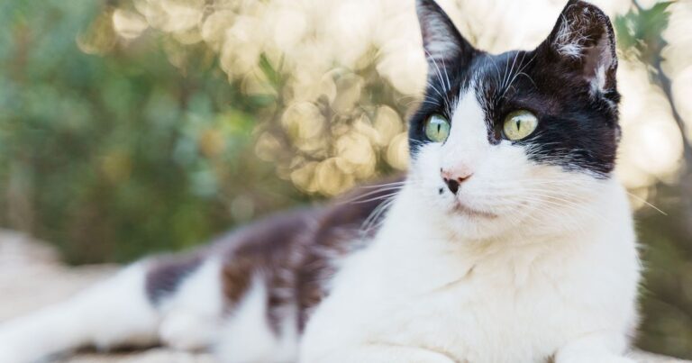 Women Convicted Of Criminal Trespassing For Feeding Cats On County Property