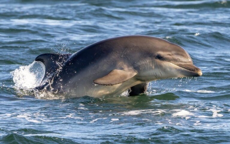 A Famed Dolphin-Human Fishing Team Up Is in Danger of Disappearing