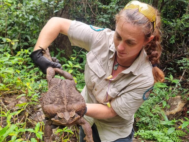 Australian park rangers discovered a giant, toxic toad that eats anything that fits into her mouth. They named her Toadzilla.