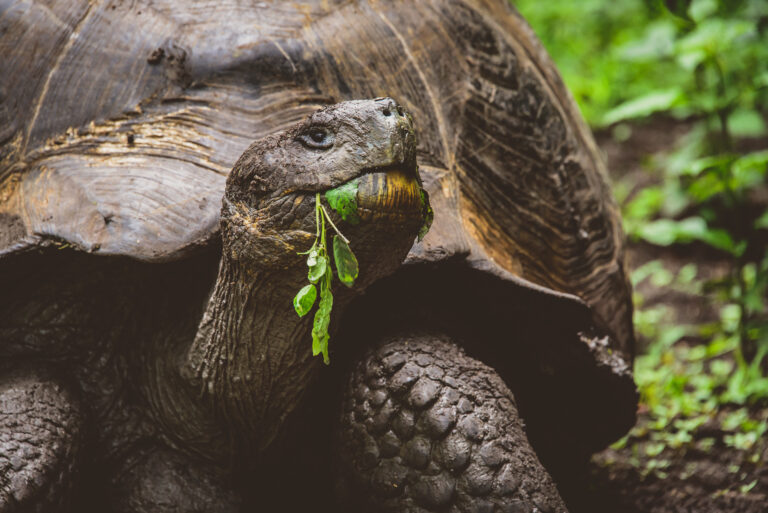 Meet 8 of the World’s Longest-Living Species