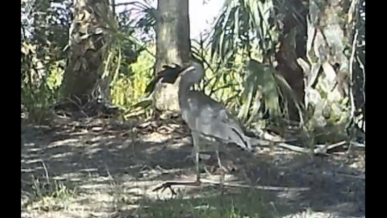 Odd ‘armored’ fish seen hanging from mouth of Florida heron. It’s an invasive species