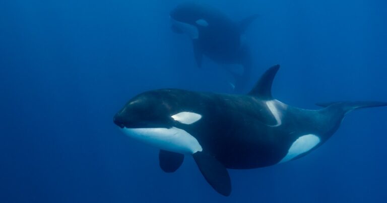 A Study Found That Killer Whale Moms Often Take Care Of Their Adult Sons Forever