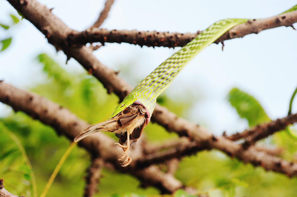 Snake eating bird