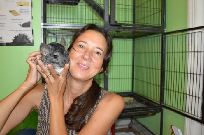 How To Take Care Of Chinchillas As Pets