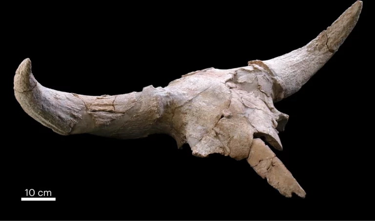 Neanderthals May Have Used Animal Skulls as Decor