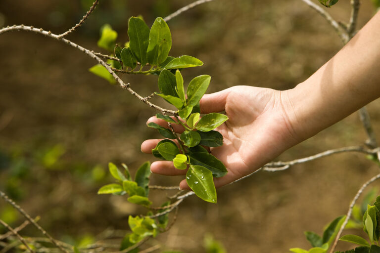 Scientists Have Made Cocaine From a Tobacco Plant