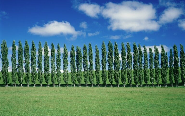 Start-up Hopes ‘Super’ Poplar Trees Will Suck Up More CO2