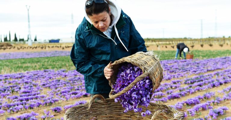 The Climate Crisis Is Threatening Spain’s Saffron Crop