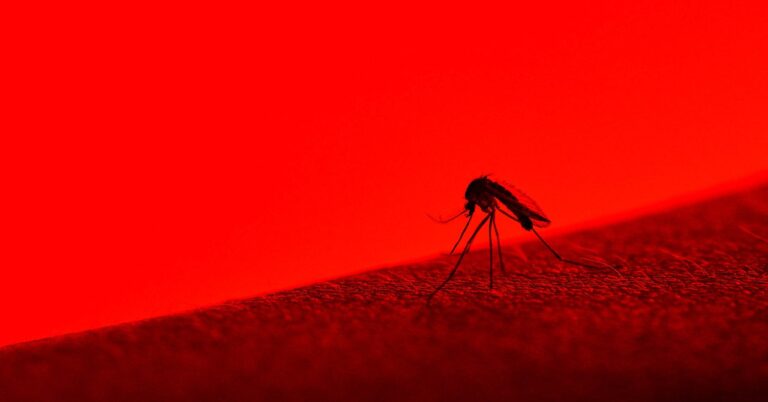 This Fake Skin Fools Mosquitoes—to Fight the Diseases They Spread