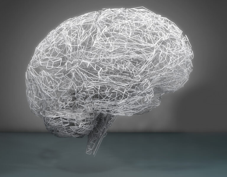 Why the Human Brain Takes Decades to Develop