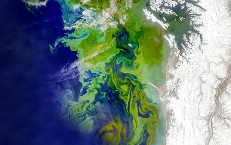 Algal Blooms Have Boomed Worldwide