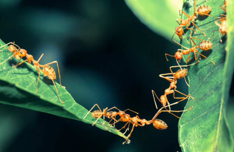 How Smell Holds Ant Societies Together