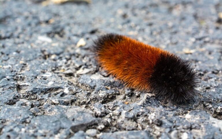 How the Woolly Bear Caterpillar Turns into a Popsicle to Survive the Winter