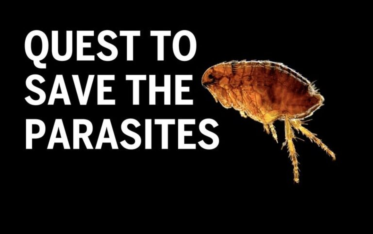 Inside the Scientific Quest to Save (Most) of the World’s Parasites