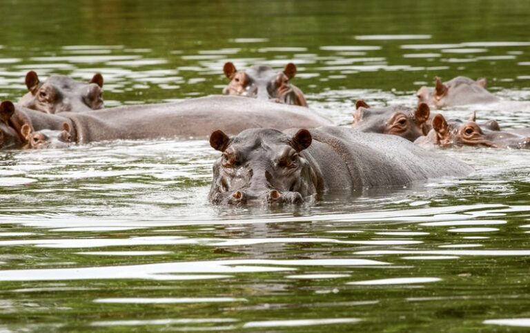 Pablo Escobar’s ‘Cocaine Hippos’ Spark Conservation Fight