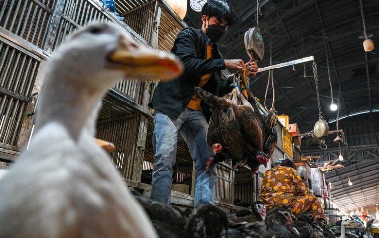 Vaccine Makers Are Preparing for Bird Flu