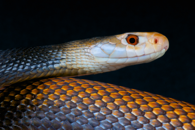 Yes, Snakes Can Hear Sound