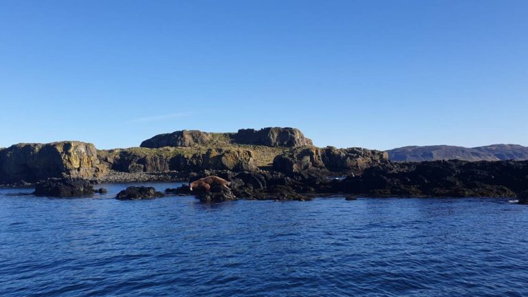 ‘Massive’ Arctic creature spotted for first time in 25 years along coast of Scotland