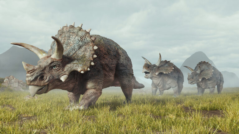 5 Facts About Triceratops Horridus