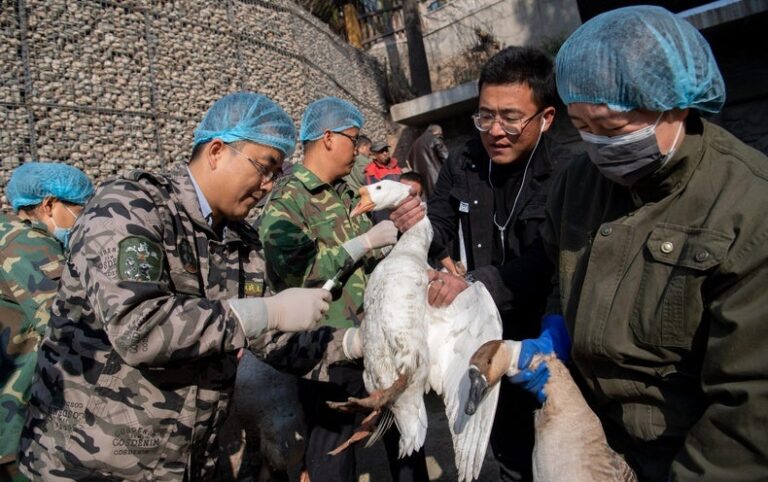 Bird Flu Is Surging. Dialing Back Its Pandemic Risk Starts with Prevention