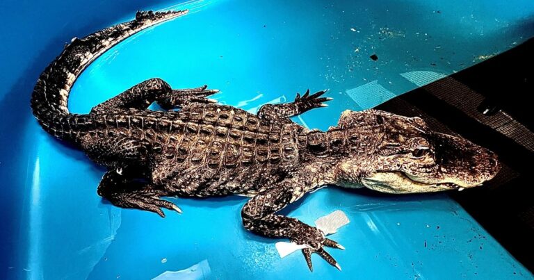 ‘Lethargic’ Alligator Pulled From Lake In Brooklyn Has Died