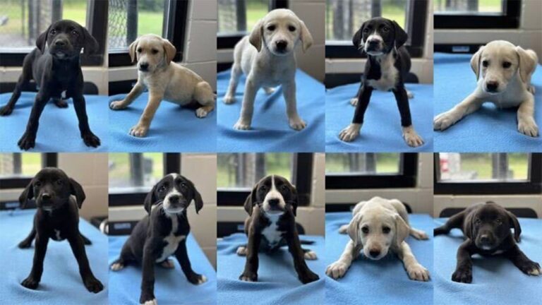 10 adorable puppies dumped on side of road in Georgia looking for forever homes