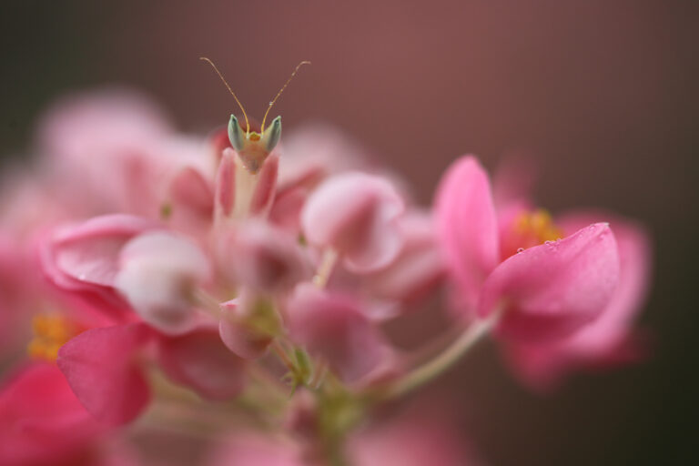 5 Insects That Perfected the Art of Camouflage