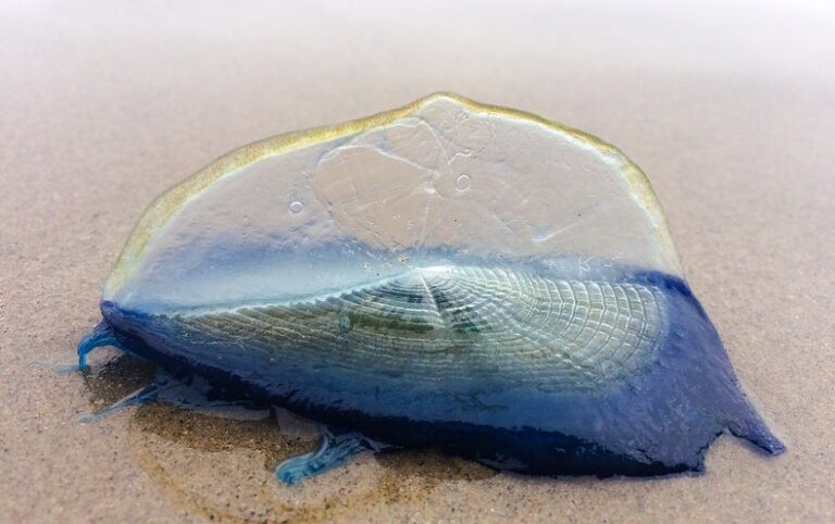 Bizarre Blue ‘Jellyfish’ Washing Up on California Beaches Are a Sign of Spring