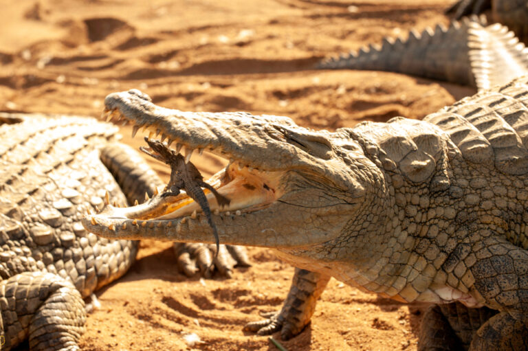 Crocodiles Are Particularly Good Mothers