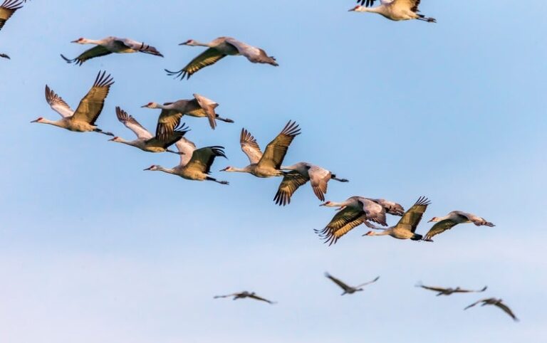 Many Bird Species Are Having Fewer Chicks as the World Warms