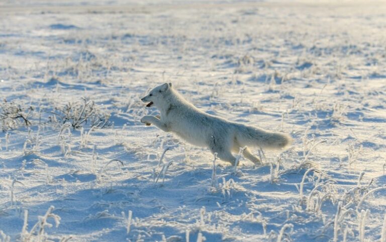 Mapping Arctic Foxes’ Spectacular Solo Journeys