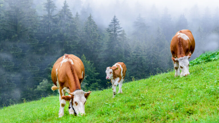 Silvopasture Is an Ancient, Climate-Smart Farming Practice: Can the Farm Bill Help Spur its Renaissance?