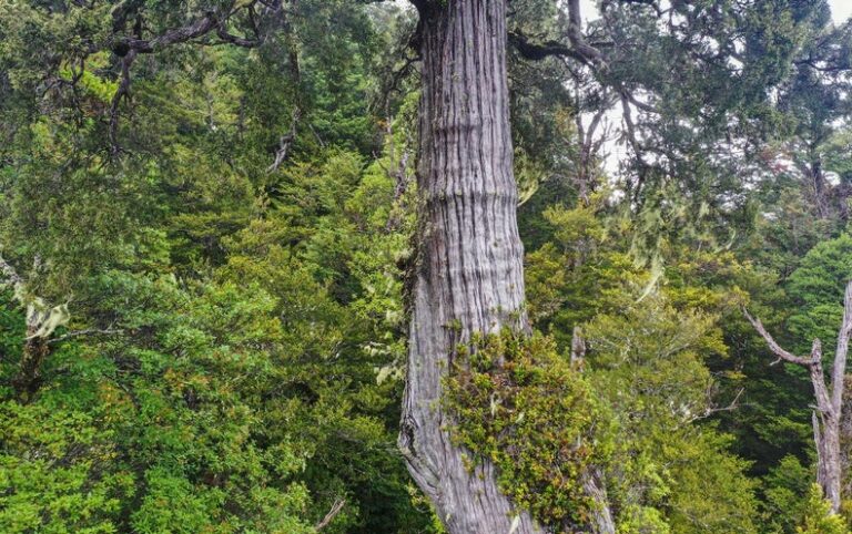 This Might Be the World’s Oldest Tree. And It Could Die of Thirst