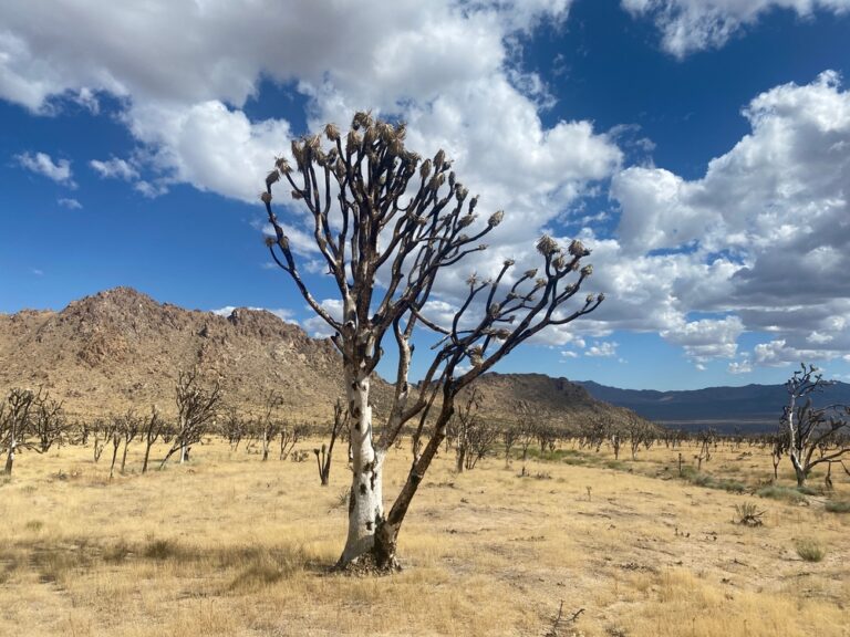 Watch Video: A Charred Joshua Tree Forest Makes a Comeback