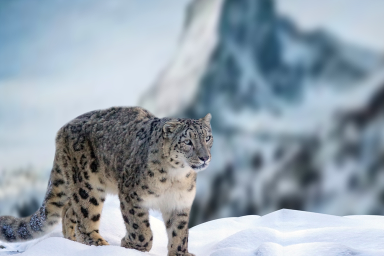 Are Snow Leopards Endangered? | Discover Magazine