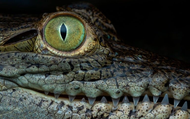 Crocodile’s ‘Virgin Birth’ Is a First for Science’s History Books