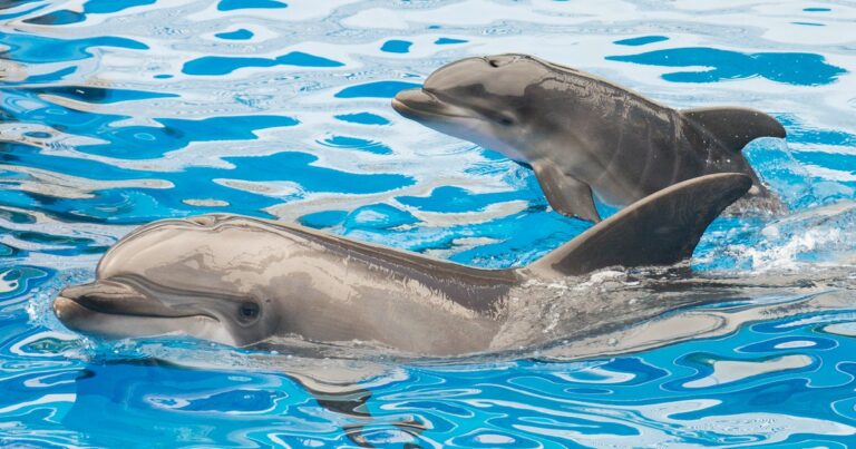 Dolphin Moms Use “Baby Talk” With Their Calves