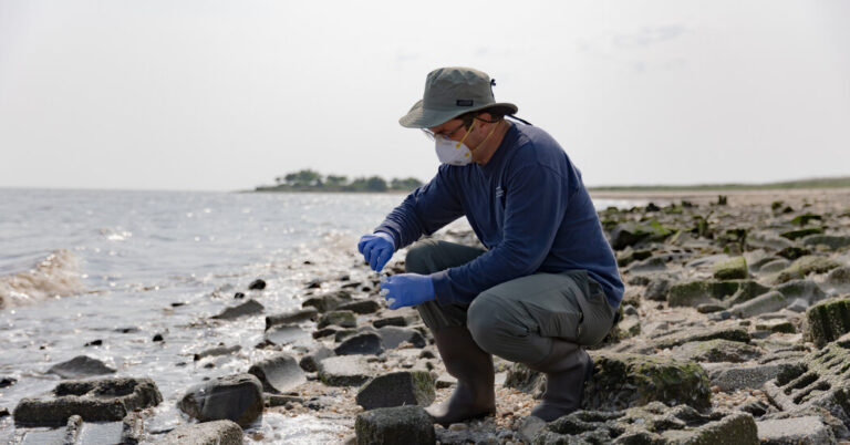 For These Bird Flu Researchers, Work Is a Day at the Very ‘Icky’ Beach