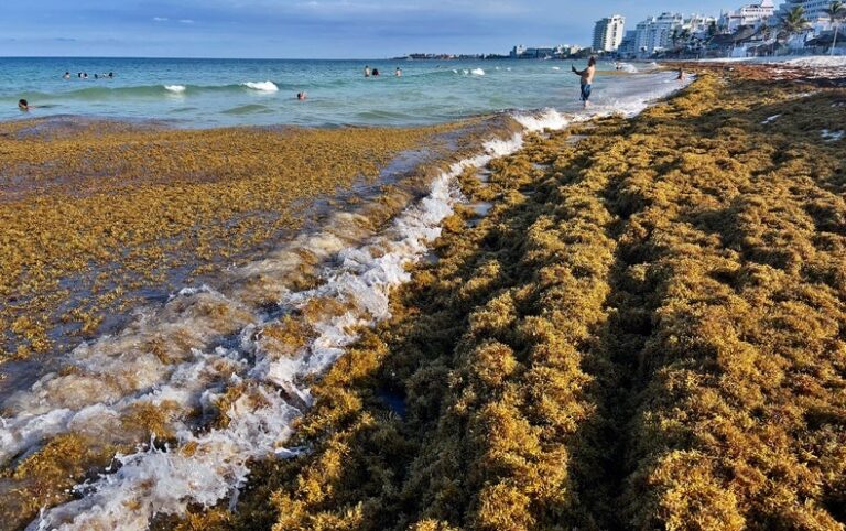 Giant Seaweed ‘Blob’ Could Carry Dangerous Bacteria