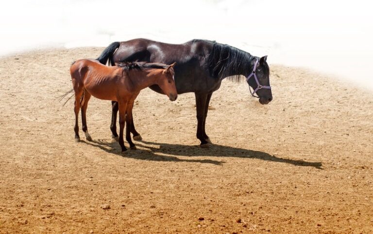 Horses Stand Up to Sleep but Lie Down Perchance to Dream