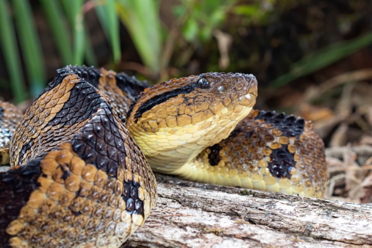 How Is Antivenom Made? | Discover Magazine