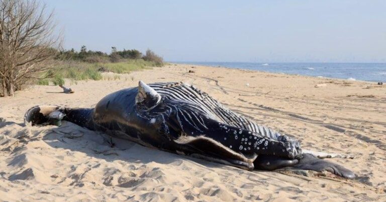 Officials Reveal Suspected Cause Of Death For 2 Whales Floating Off New York Coast