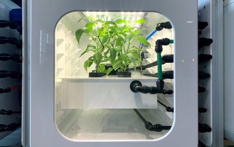 Space Farmers of the Future May Grow Fungi, Flies and Microgreens