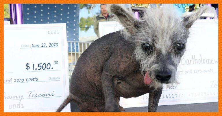 The 2023 World’s Ugliest Dog Has Officially Been Crowned