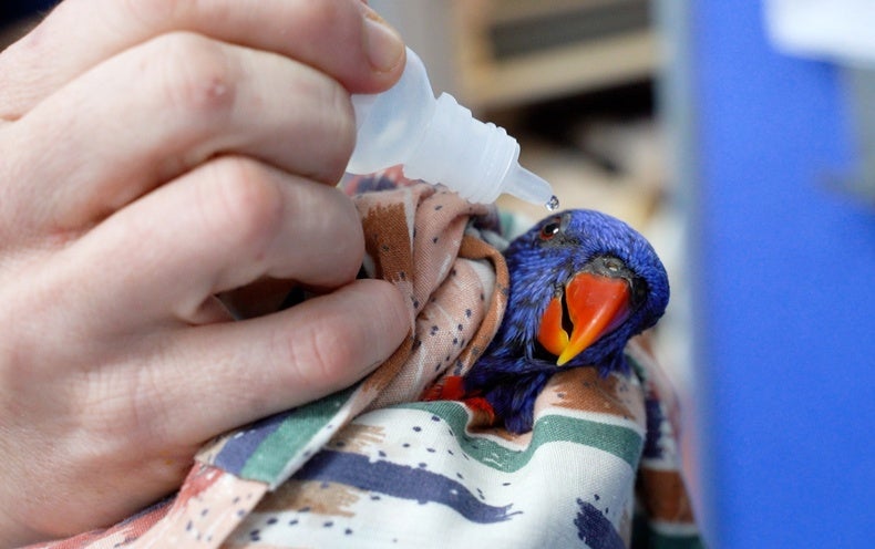 The Mystery of Australia's Paralyzed Parrots