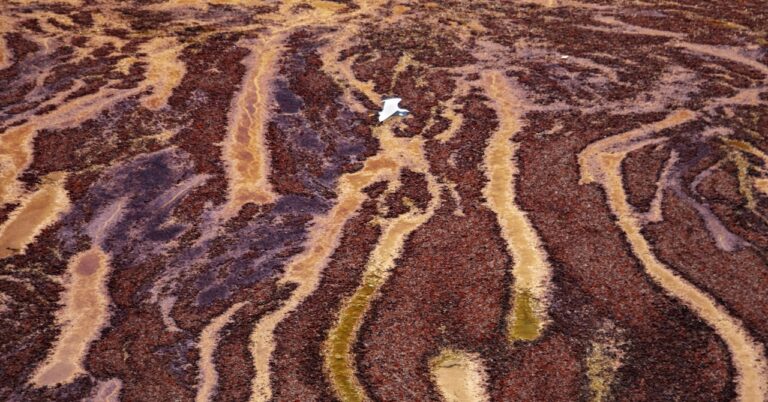 The Seaweed Blob Is Heading to a Beach Near You
| WIRED